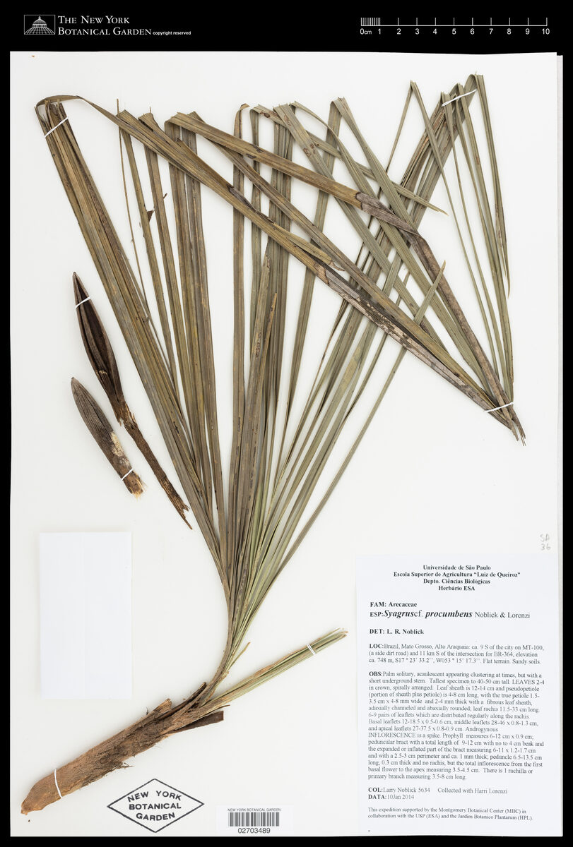 Syagrus procumbens