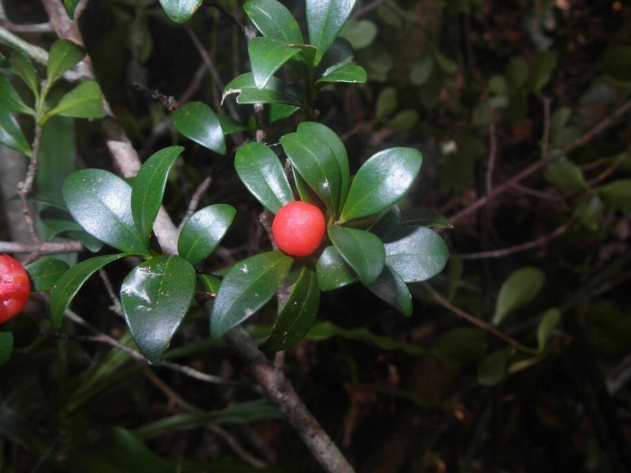 Symphonia gymnoclada — photo
