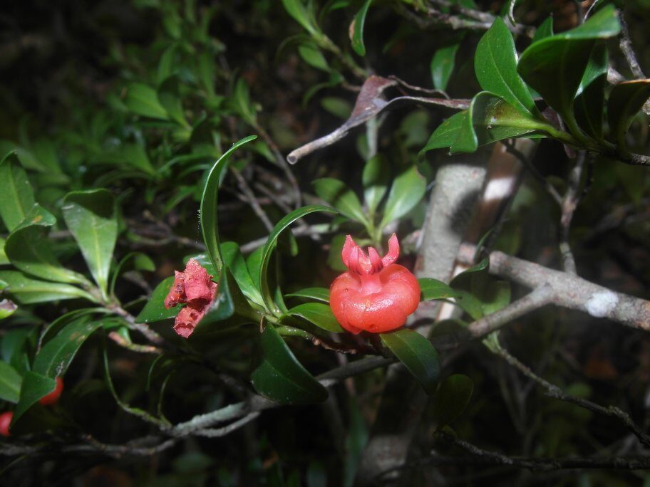 Symphonia gymnoclada — photo