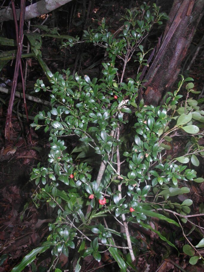 Symphonia gymnoclada