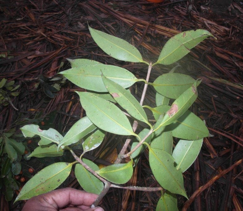 Symphonia verrucosa — photo