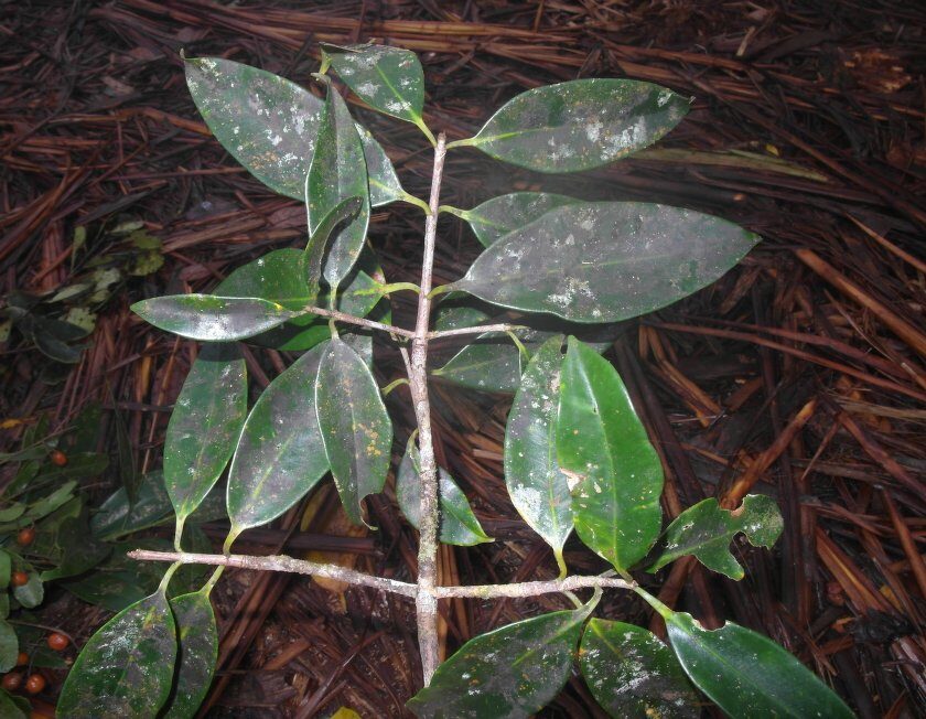 Symphonia verrucosa