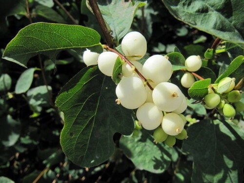 Symphoricarpos albus (Snowberry) — photo