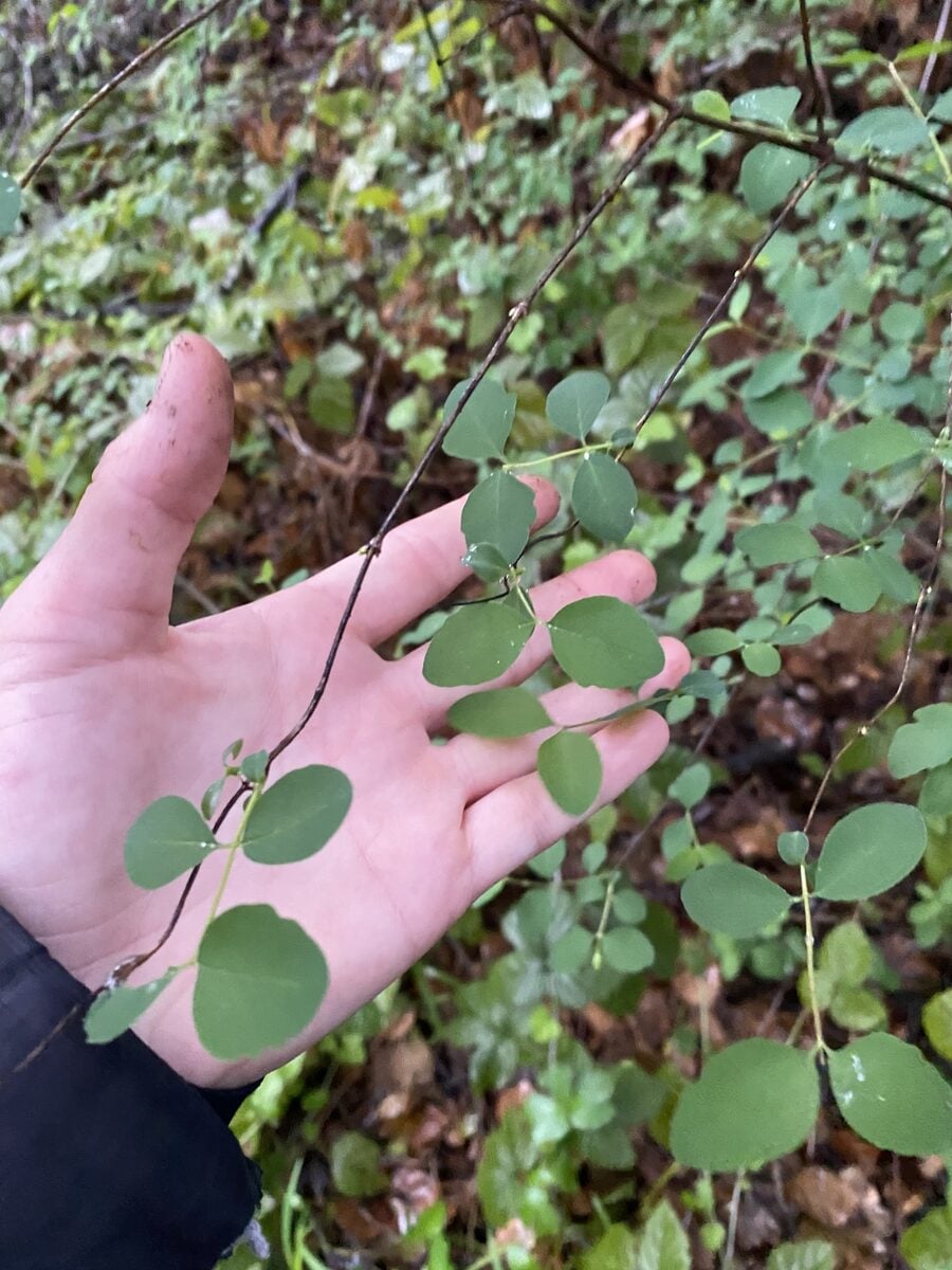 Symphoricarpos albus laevigatus - (Fernald.)S.F.Blake. (Snowberry) — photo