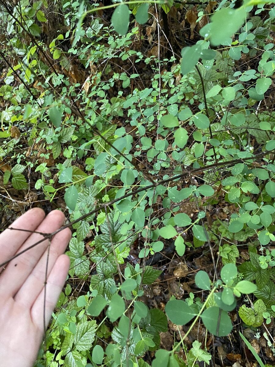 Symphoricarpos albus laevigatus - (Fernald.)S.F.Blake. (Snowberry) — photo