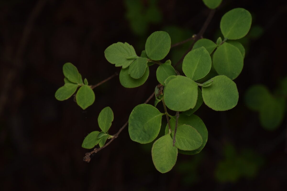 Symphoricarpos albus laevigatus - (Fernald.)S.F.Blake.