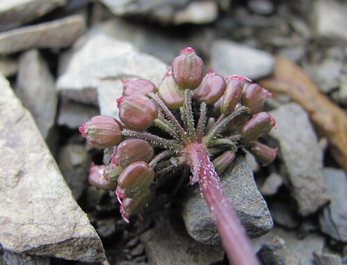 Symphyoloma graveolens — photo