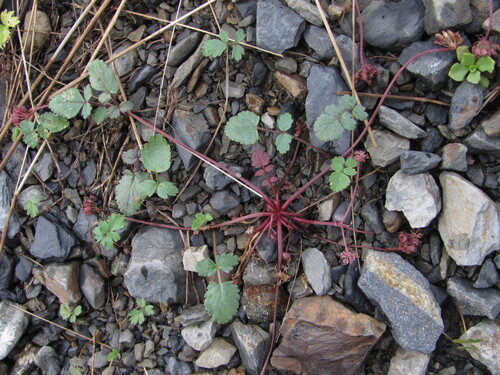 Symphyoloma graveolens