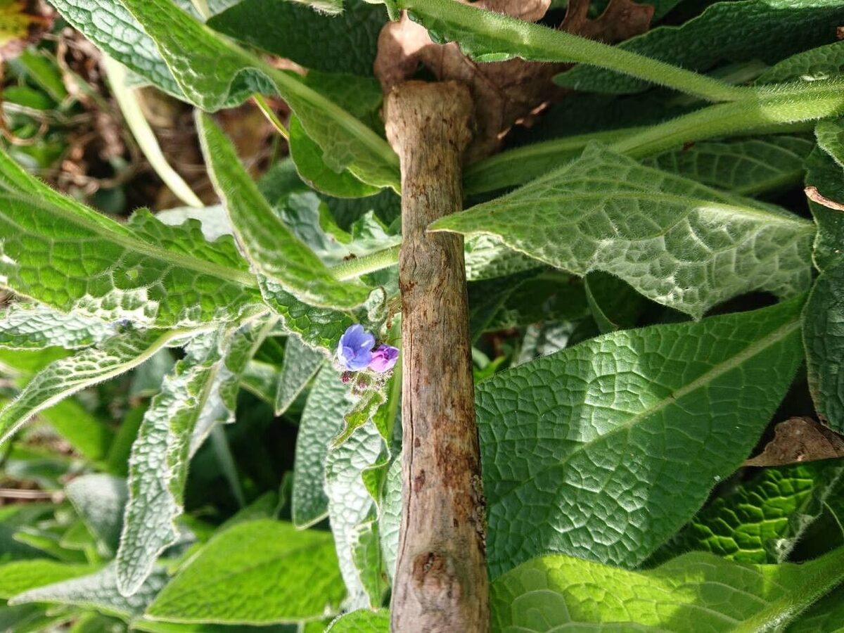 Symphytum uplandicum (Comfrey) — photo