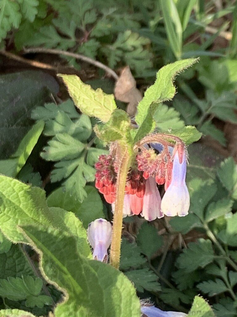 Symphytum uplandicum (Comfrey) — photo