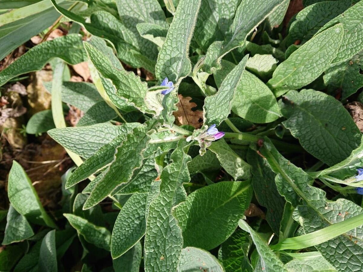Symphytum uplandicum