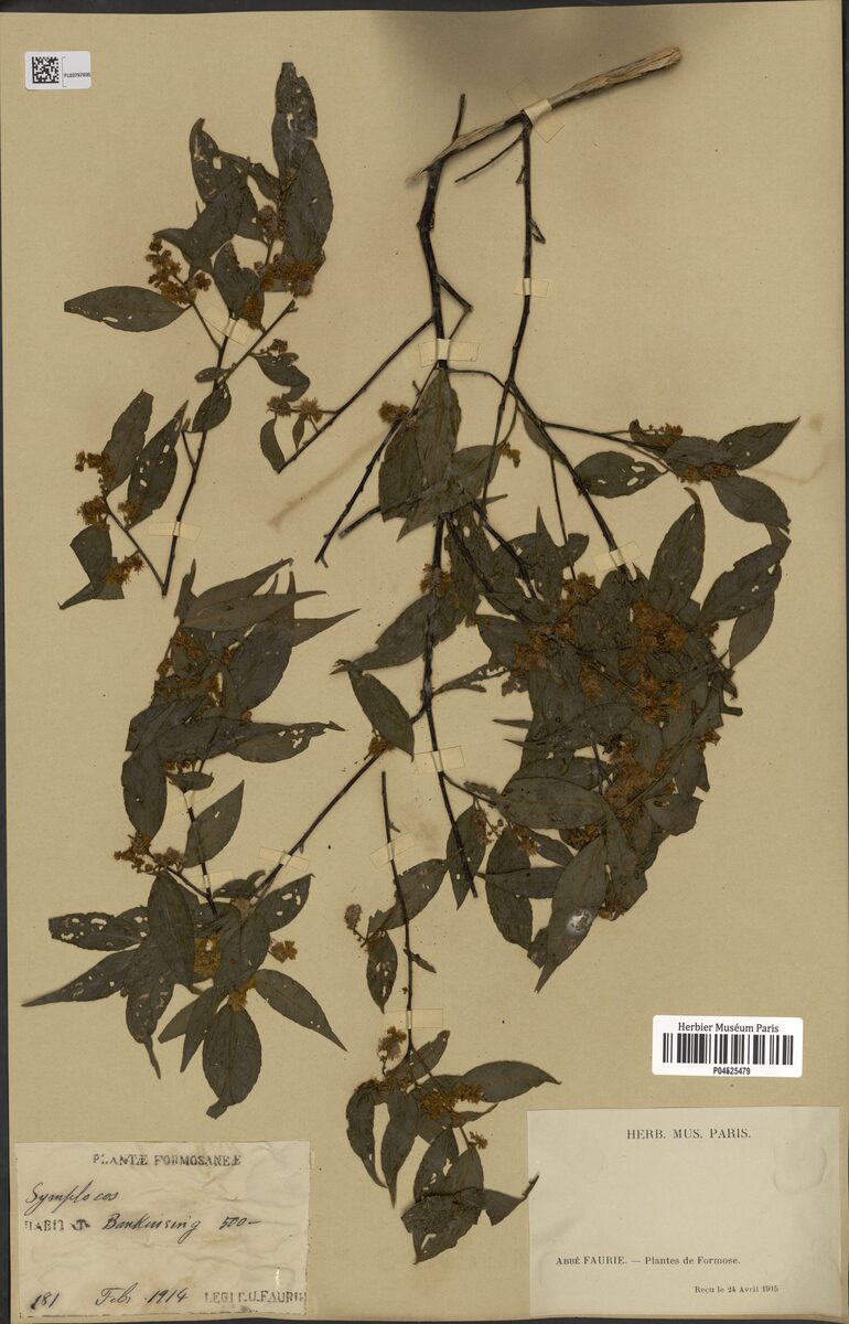 Symplocos microcalyx — photo