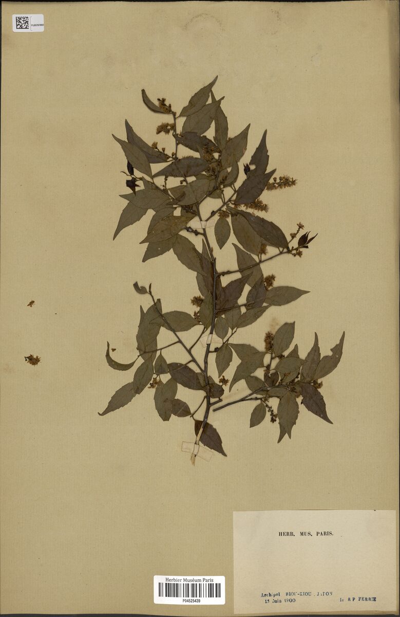 Symplocos microcalyx — photo