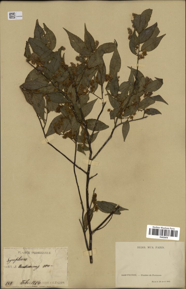 Symplocaceae