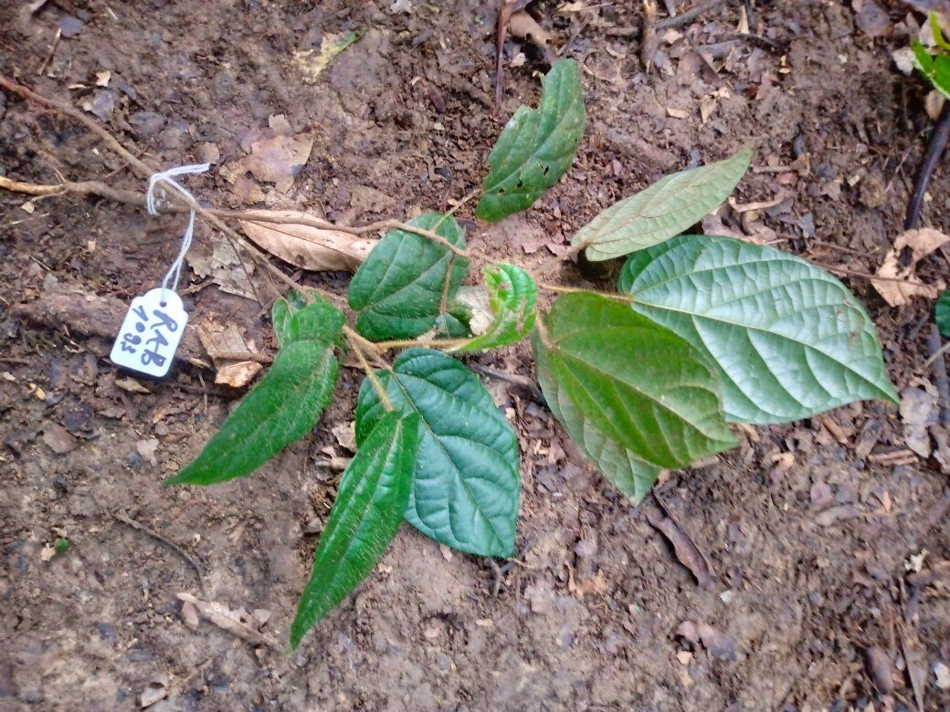 Synclisia scabrida — photo