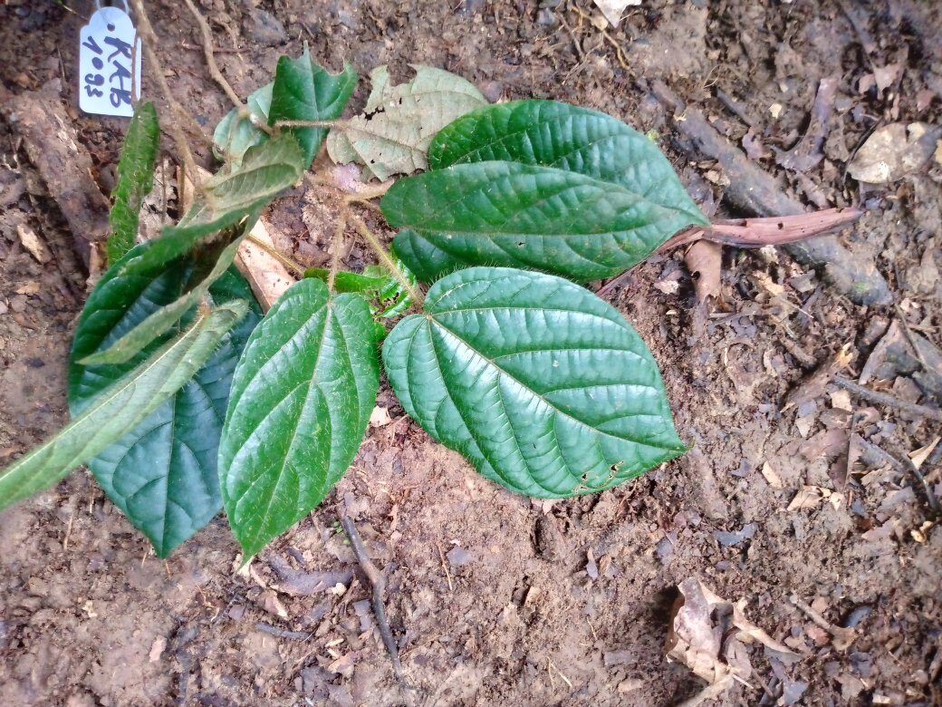 Synclisia scabrida