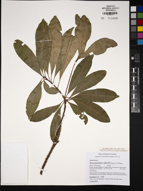 Synsepalum afzelii — photo