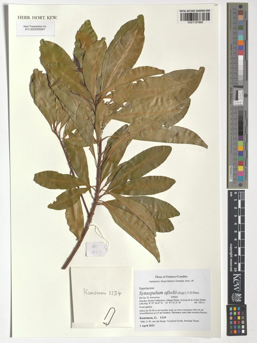 Sapotaceae