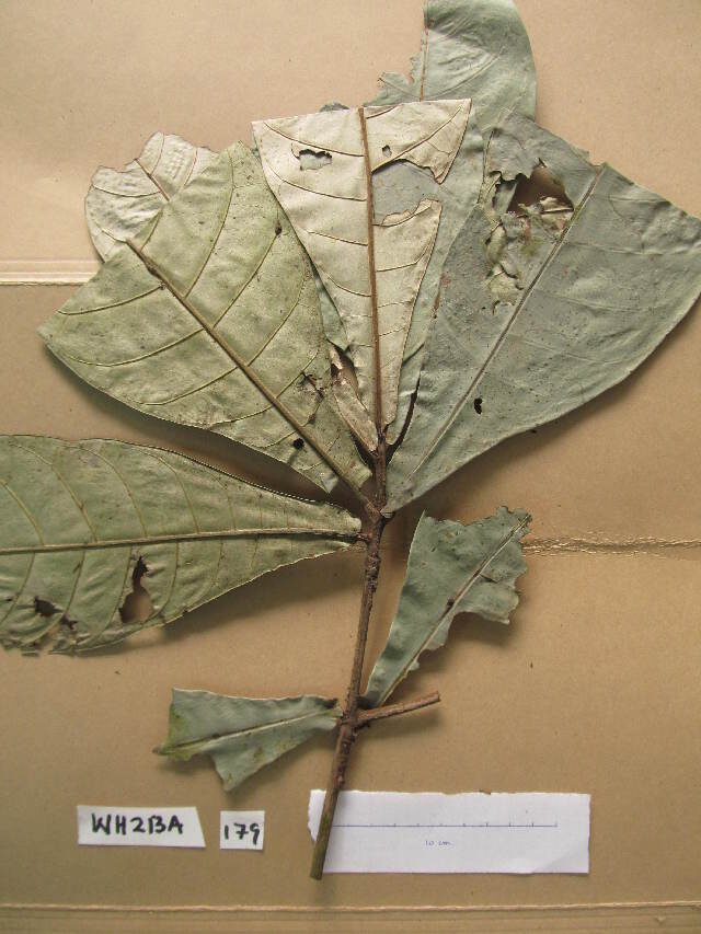 Synsepalum aubrevillei — photo