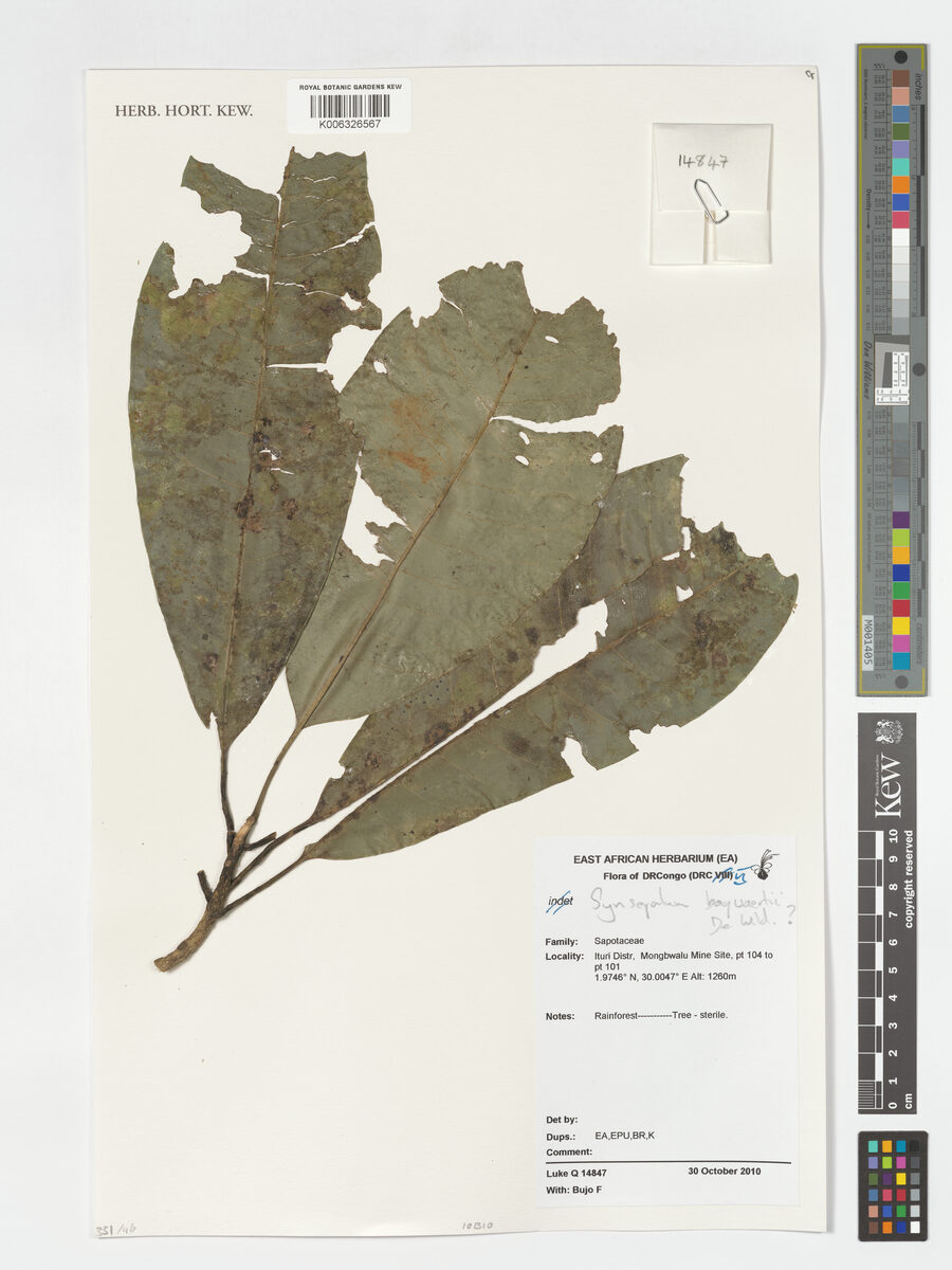 Synsepalum bequaertii — photo