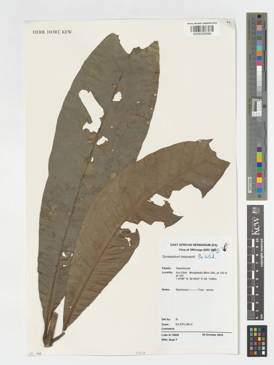 Synsepalum bequaertii — photo