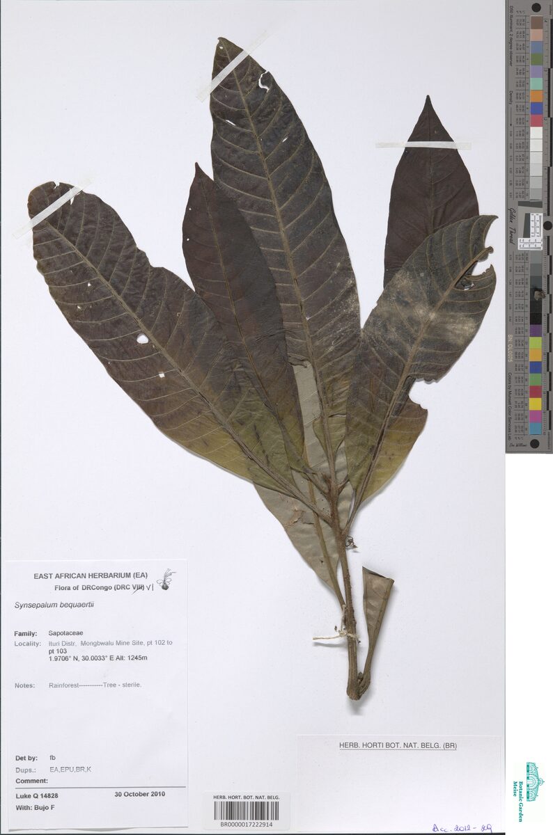 Synsepalum bequaertii