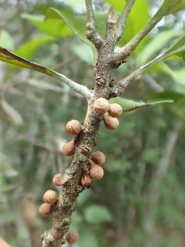 Synsepalum congolense — photo