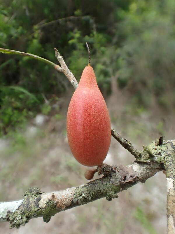 Synsepalum congolense — photo