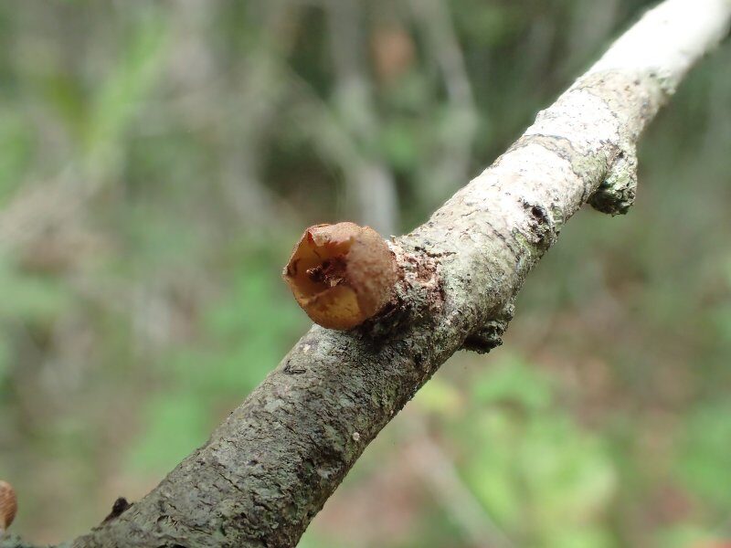 Synsepalum congolense