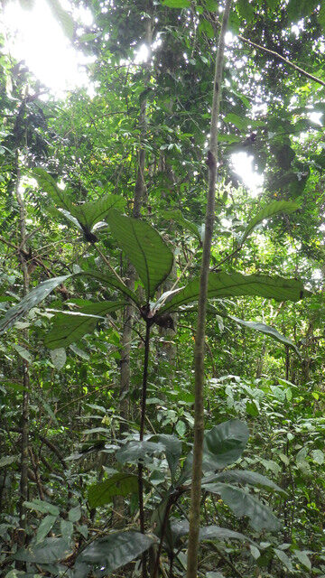 Synsepalum msolo — photo