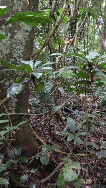 Synsepalum msolo — photo