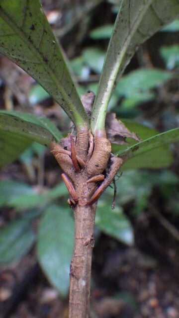 Synsepalum msolo
