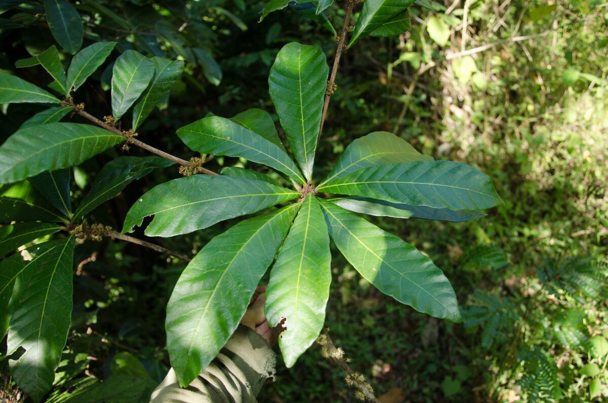 Synsepalum passargei — photo