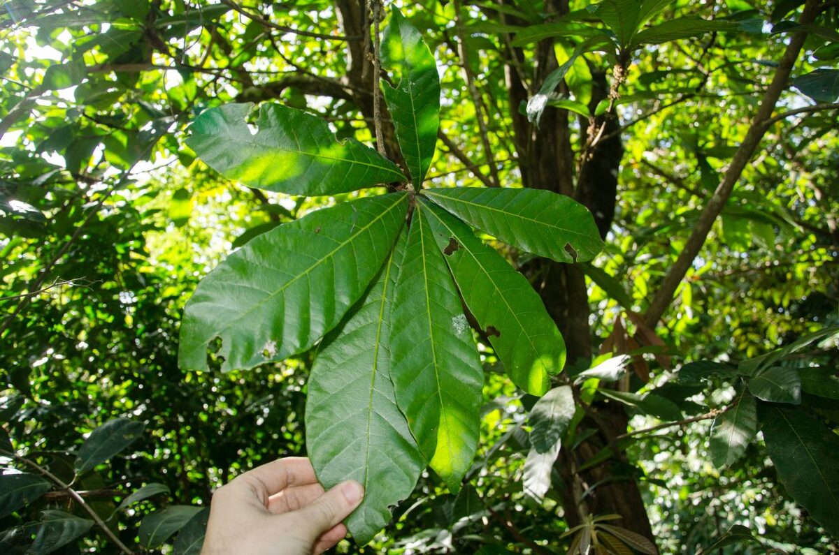 Synsepalum passargei — photo