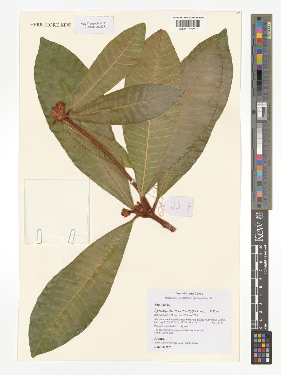 Synsepalum passargei