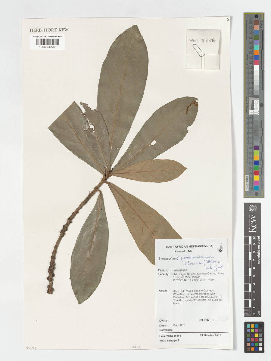 Synsepalum pobeguinianum