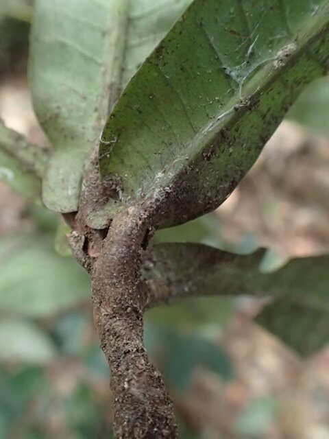 Synsepalum subcordatum (Miraculous fruit) — photo