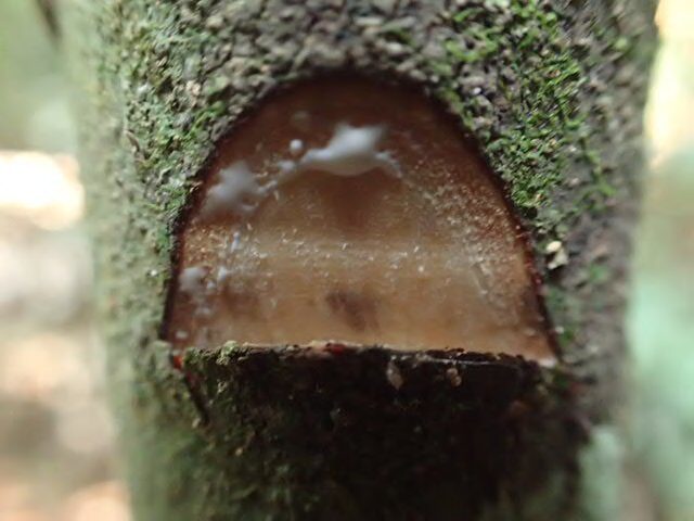 Synsepalum subcordatum (Miraculous fruit) — photo