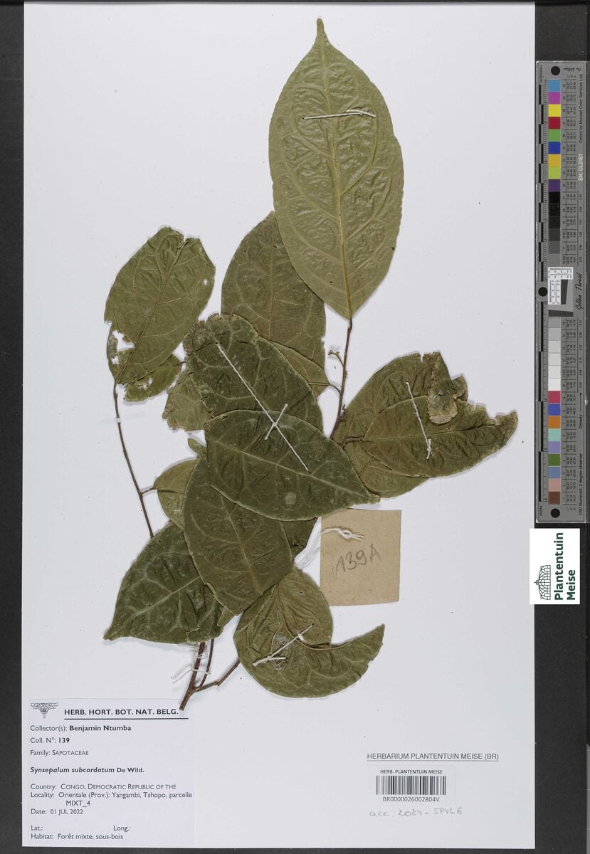 Synsepalum subcordatum