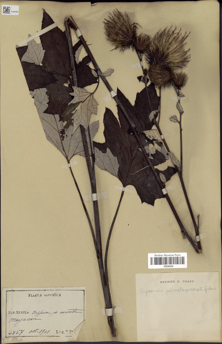 Synurus palmatopinnatifidus - (Makino.)Kitam. — photo