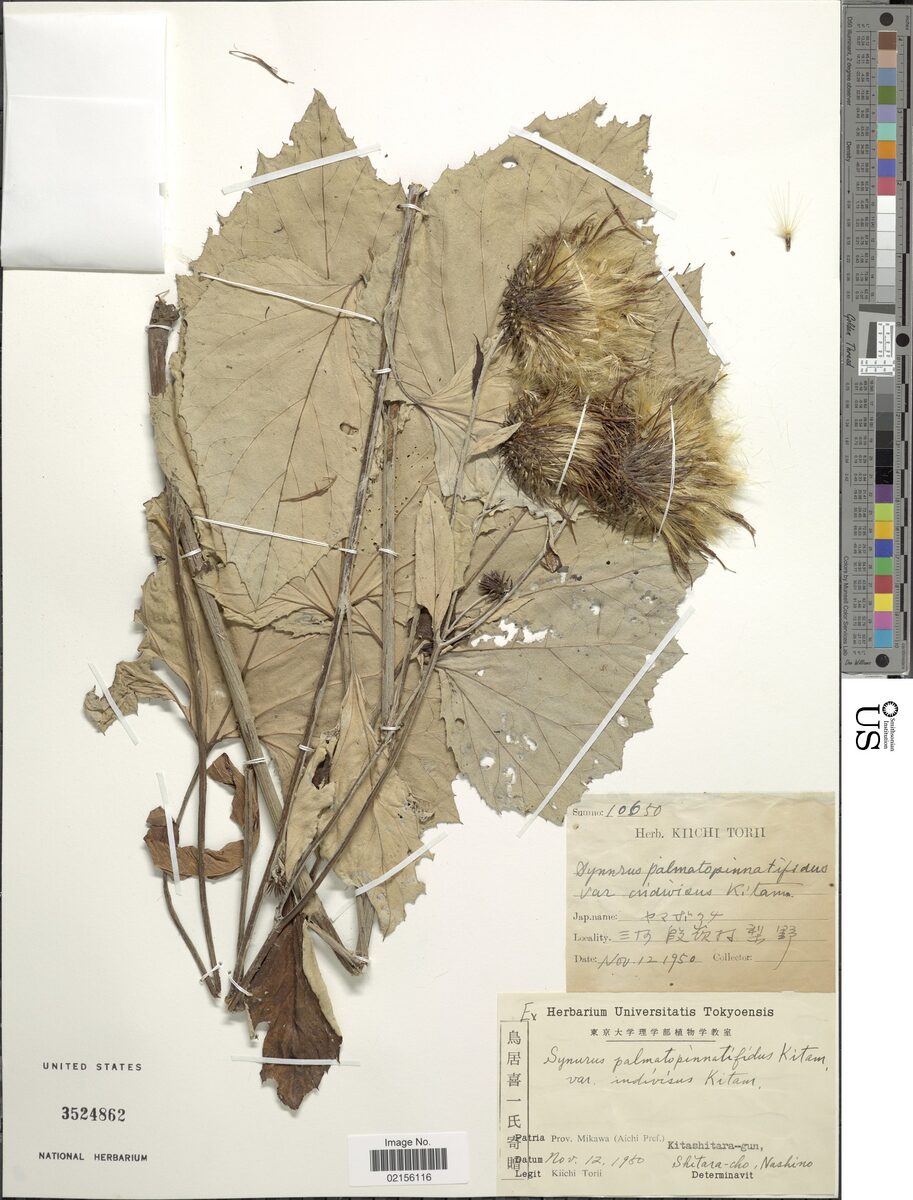 Synurus palmatopinnatifidus - (Makino.)Kitam.