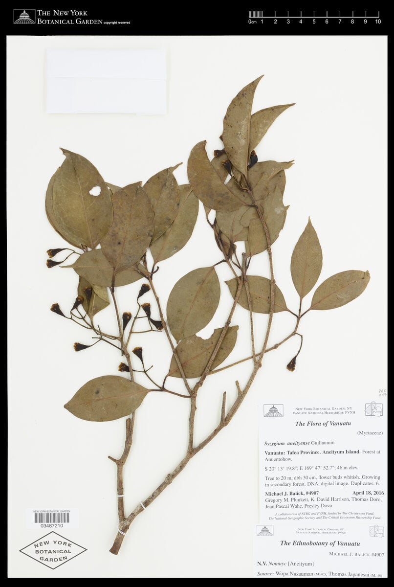 Syzygium aneityense — photo