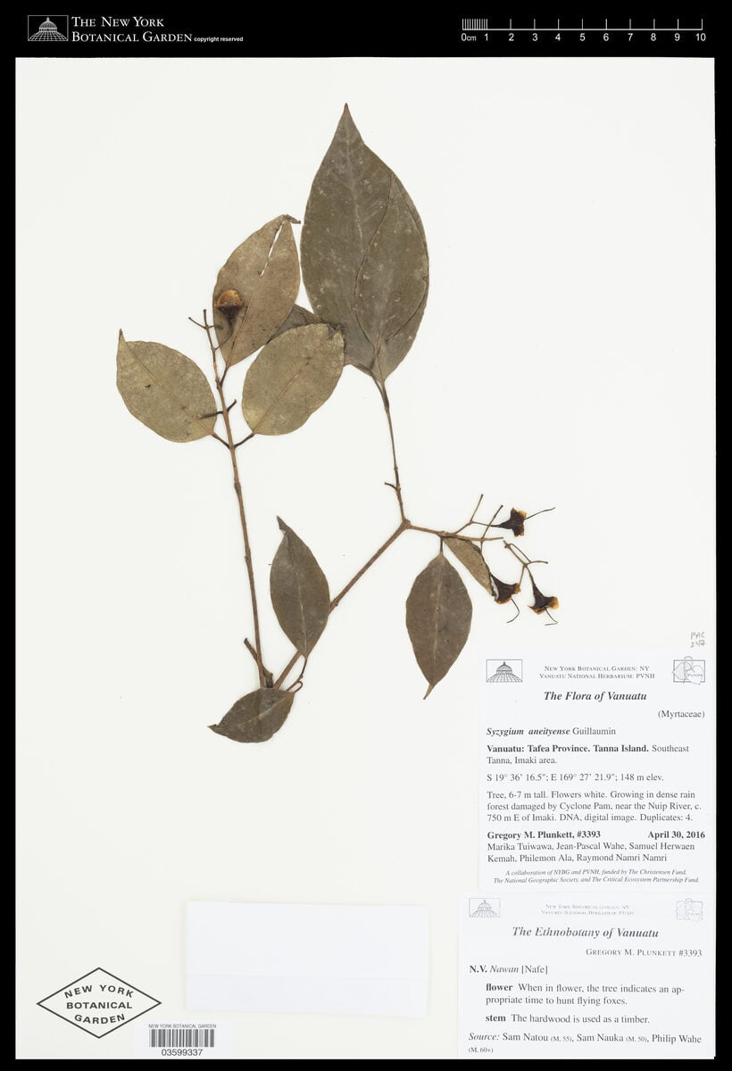 Syzygium aneityense — photo