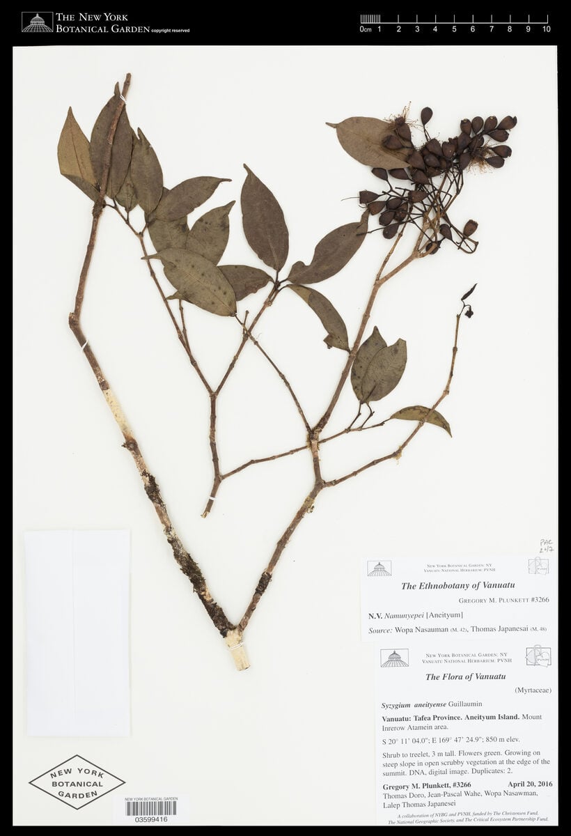 Syzygium aneityense