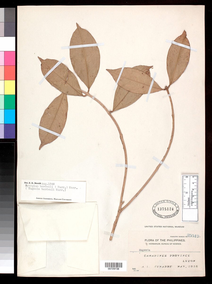 Syzygium bordenii (Malruhat-puti) — photo