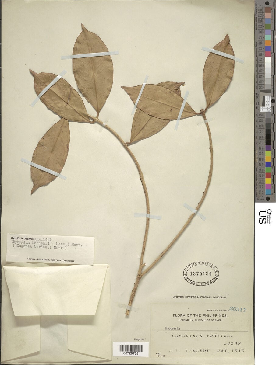 Syzygium bordenii (Malruhat-puti) — photo