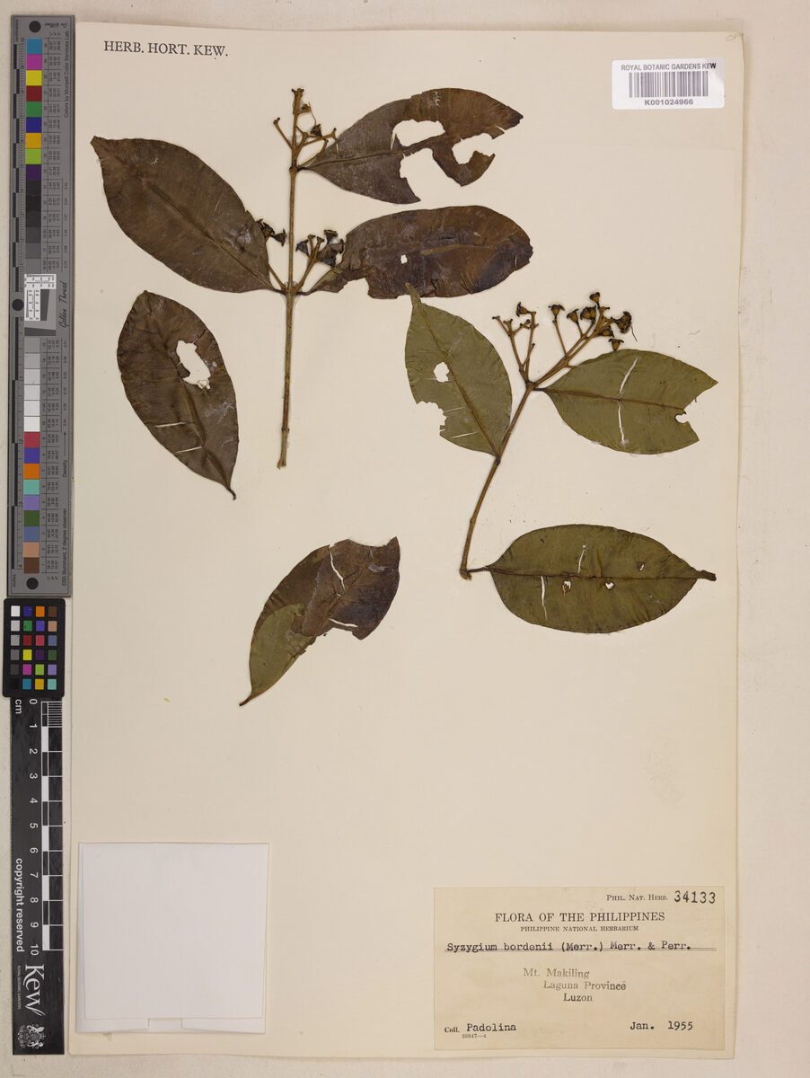Syzygium bordenii