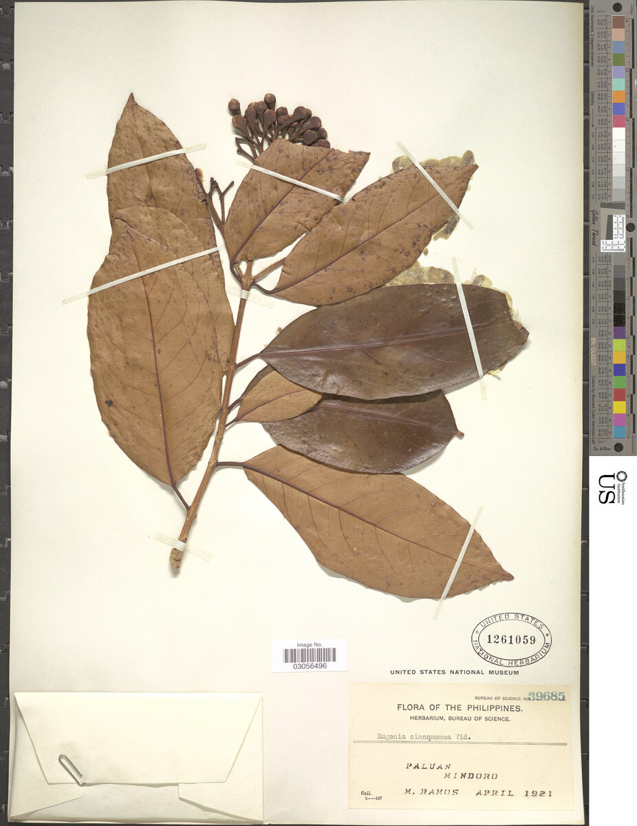 Syzygium cinnamomeum — photo