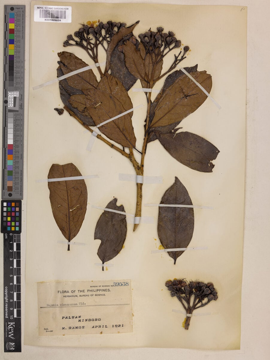 Syzygium cinnamomeum — photo