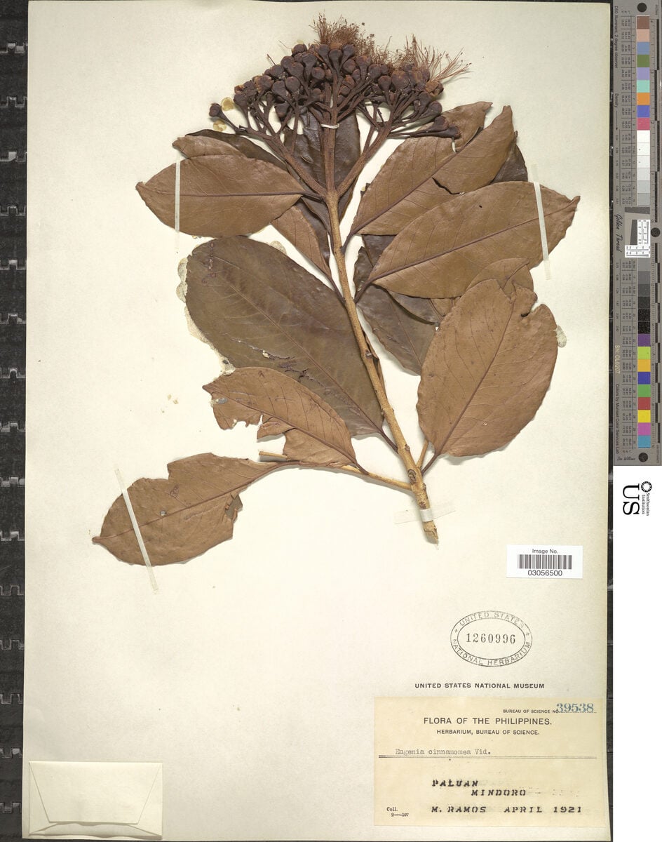 Syzygium cinnamomeum